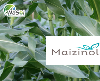 Maizinol® (hỗ trợ giấc ngủ tự nhiên)