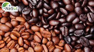 caffein làm tăng chiều dài của các sợi tóc